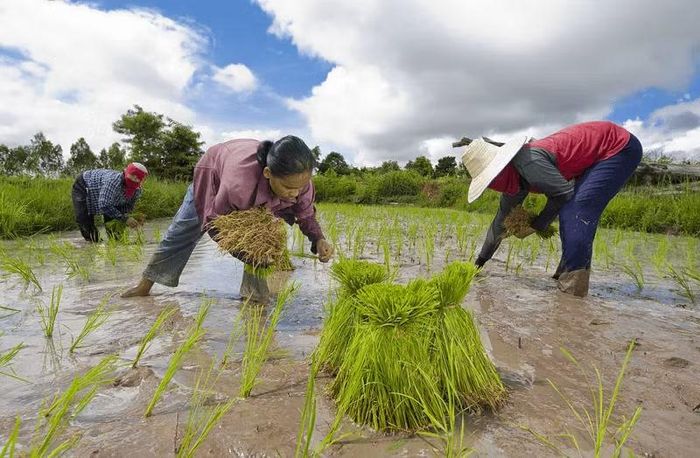 Nông dân làm việc trên cánh đồng lúa ở Isaan, Thái Lan. Ảnh: Getty/HPO