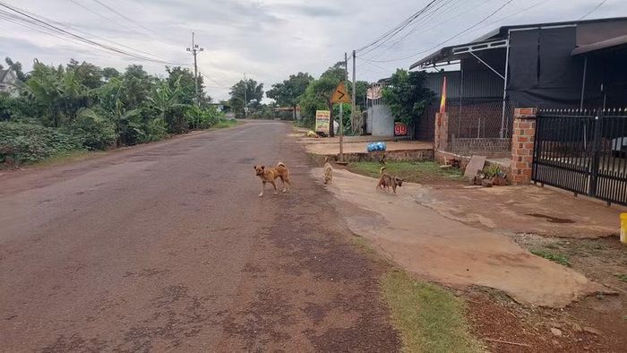 Tập quán nuôi chó thả rông không đeo rọ mõm gây nguy hiểm cho người tham gia giao thông. Ảnh: N.D