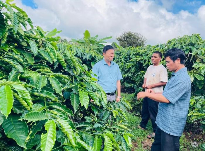 Ở làng Tơ Drăh (xã Bờ Ngoong), tinh thần đoàn kết đã tạo nên sức mạnh, trở thành động lực giúp người dân vươn lên làm giàu. Ảnh: P.D