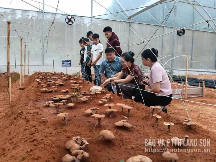 Sinh viên Khoa Lâm nghiệp, Trường Cao đẳng Lạng Sơn thực hành nghề trồng nấm Linh Chi