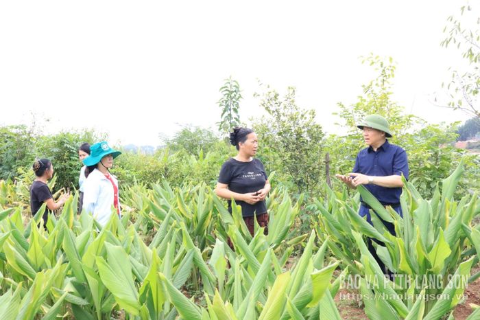 Đoàn khảo sát thực tế mô hình trồng nghệ tại xã Lộc Bình