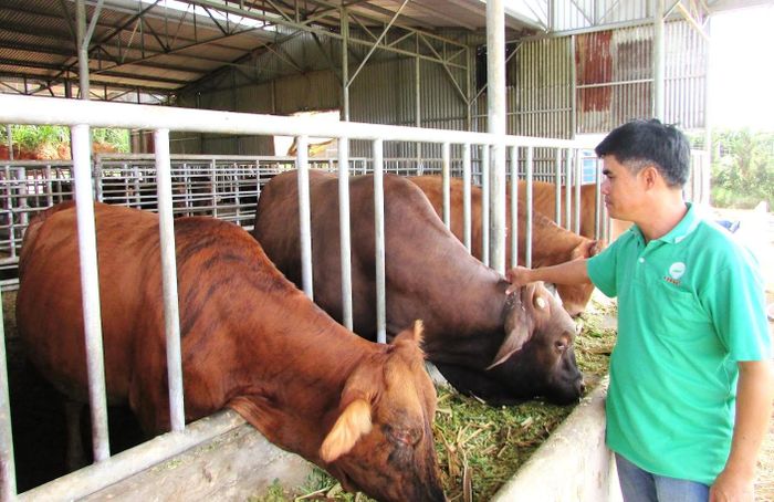 Áp dụng quy trình chăn nuôi công nghệ mới để bảo đảm an toàn dịch bệnh