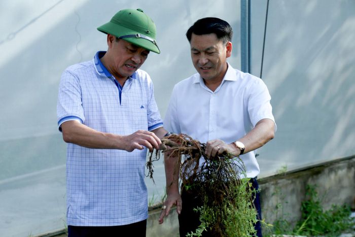 Đồng chí Lê Trọng Yên, Ủy viên Ban Thường vụ Tỉnh ủy, Phó Chủ tịch Thường trực UBND tỉnh Lâm Đồng tham quan mô hình trồng sâm của Công ty Cổ phần Đầu tư thủy sản Nam miền Trung
