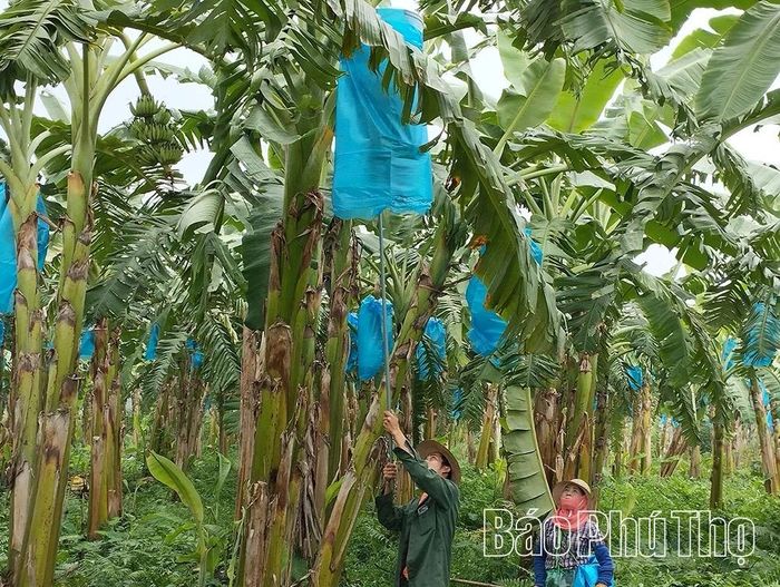 Trang trại trồng chuối xuất khẩu kết hợp chăn nuôi của Công ty TNHH Thương mại - Dịch vụ Biển xanh, xã Vĩnh Chân có doanh thu gần 20 tỷ đồng/năm.