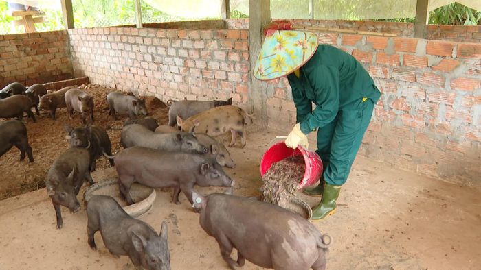 Chị Lê Thị Hải Tăng đã nắm vững kỹ thuật chăn nuôi lợn an toàn sinh học - Ảnh: Đ.H