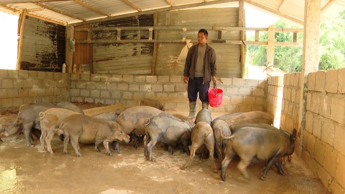 Đàn lợn Vân Pa của anh Hồ Văn Sĩ, xã Đakrông - Ảnh: Đ.H