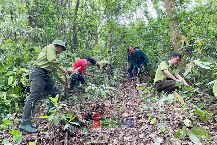 Cán bộ Ban Quản lý rừng đặc dụng phòng hộ Sốp Cộp cùng người dân phát dọn thực bì.