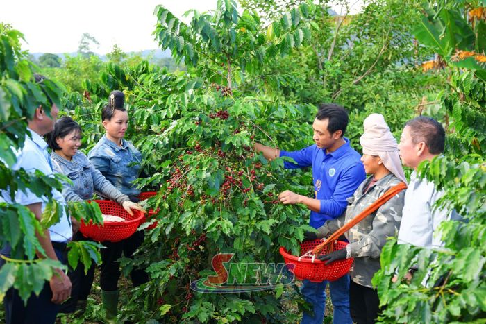 Lãnh đạo Liên minh HTX tỉnh khảo sát mô hình trồng cây cà phê của HTX do phụ nữ làm chủ trên địa bàn xã Mai Sơn.