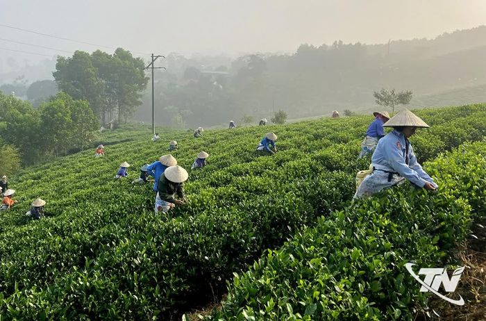 Bà con làng nghề chè xóm 14, xã Phú Lạc thu hái chè.
