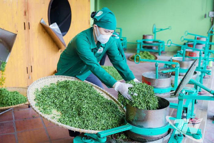Đầu tư nâng cao chất lượng sản phẩm và quy trình chế biến giúp Hợp tác xã chè Hảo Đạt mở rộng thị trường tiêu thụ, nâng cao giá trị chè Thái Nguyên.