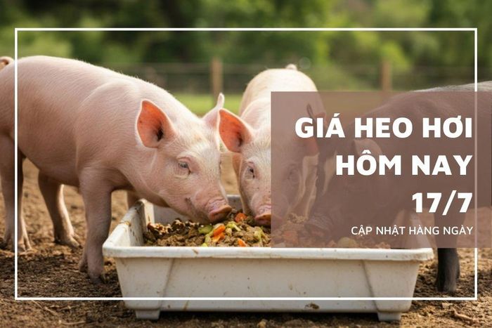Giá heo hơi hôm nay duy trì ổn định. Ảnh: Hà My (vietnammoi.vn)