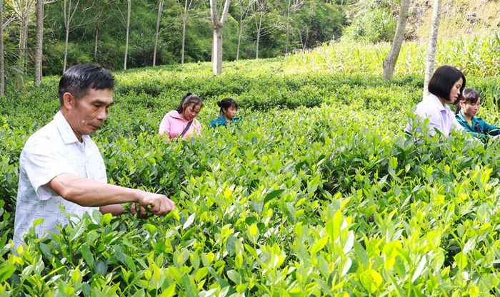 Đại biểu đề nghị ưu tiên nguồn lực và chính sách cho khâu chế biến sâu và xúc tiến thương mại, mở rộng thị trường xuất khẩu cho cây chè chủ lực. Ảnh: Lê Hoàng