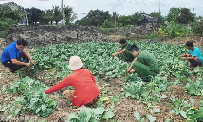 Bên cạnh công tác khắc phục hậu quả thiên tai, Công an cơ sở ở Cà Mau hỗ trợ người dân thu hoạch, tiêu thụ nông sản bị ảnh hưởng do mưa bão.