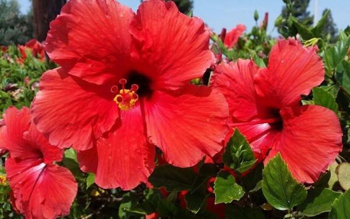 Hoa dâm bụt là loài cây quen thuộc, gắn liền với hình ảnh làng quê Việt Nam. Ảnh minh họa.