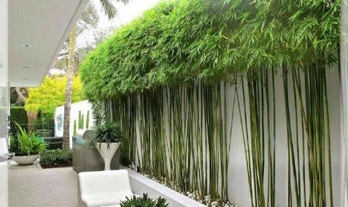Kiểm soát hệ rễ