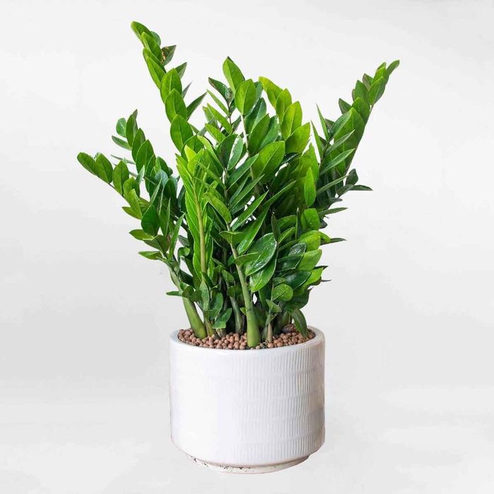 Theo phong thủy, cây héo úa tượng trưng cho năng lượng suy yếu. Ảnh minh họa