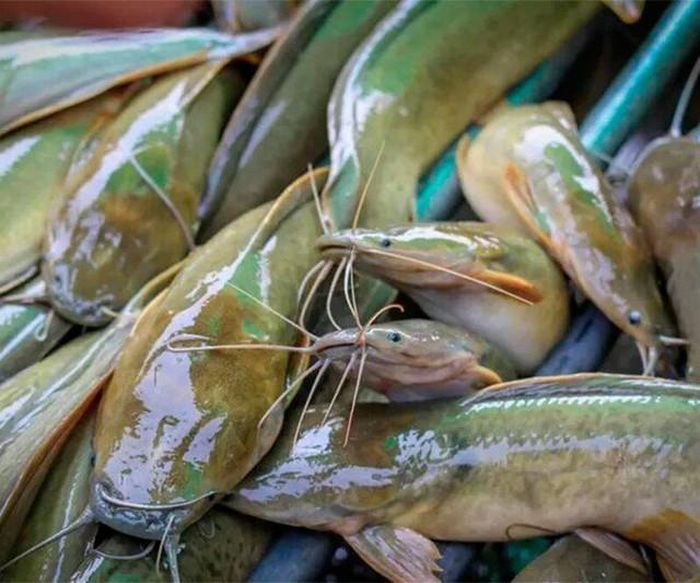 Dù có vẻ ngoài không quá nổi bật, cá trê vẫn được nhiều người yêu thích nhờ phần thịt mềm, béo và có thể chế biến thành nhiều món ăn khác nhau. Ảnh minh họa