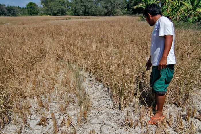 Philippines có thể chứng kiến sản lượng lúa giảm tới 30% nếu hiện tượng siêu El Nino diễn biến nghiêm trọng hơn trong những tháng tới