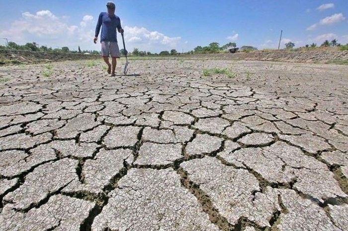 Không chỉ Philippines, các nước xuất khẩu gạo lớn như Việt Nam, Thái Lan và Ấn Độ cũng được dự báo chịu tác động từ El Nino