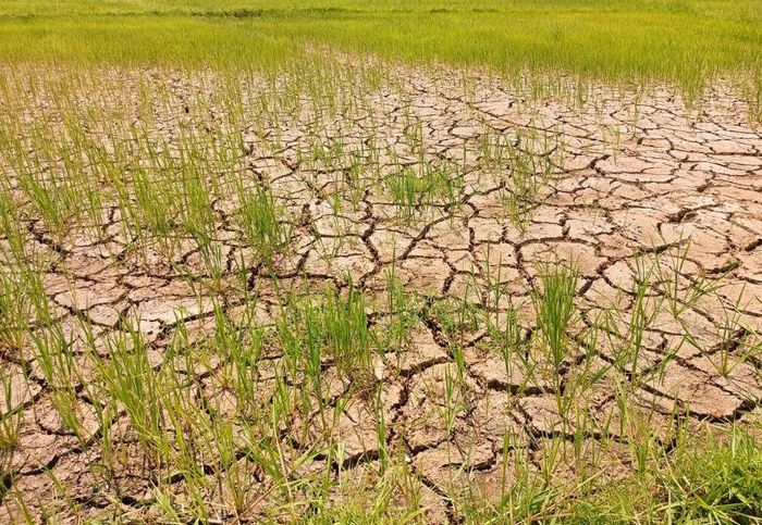 El Nino năm 2026 có thể là một trong những đợt mạnh nhất từng được ghi nhận
