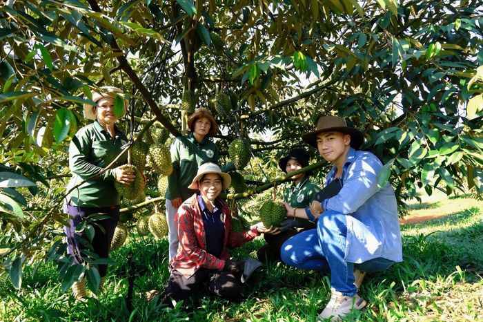 Vườn sầu riêng của HTX Nông nghiệp Thông minh Phước Sơn (TP Đồng Nai) áp dụng quy trình canh tác chuẩn hóa nhằm nâng cao chất lượng trái.