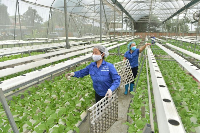 Trồng rau theo công nghệ cao tại xã Nội Bài, Hà Nội. Ảnh Phạm Hùng