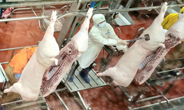 Việc giảm mạnh số lượng cơ sở giết mổ nhỏ lẻ góp phần nâng cao hiệu quả kiểm soát dịch bệnh, an toàn thực phẩm. Ảnh: PV