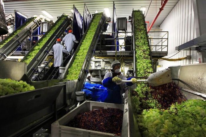 Mọi luồng điều tra hiện đổ dồn về Taylor Farms, đơn vị chịu trách nhiệm cung ứng rau xà lách cho hệ thống Taco Bell. Ảnh: Nicole Bengiveno/New York Times