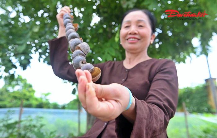 Những vỏ ốc được xâu thành chuỗi.