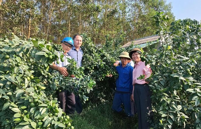 Hội nông dân xã Yên Sơn tham quan mô hình trồng chanh của ông Triệu Trường Giang, thôn Cây Nhãn (ngoài cùng bên trái)