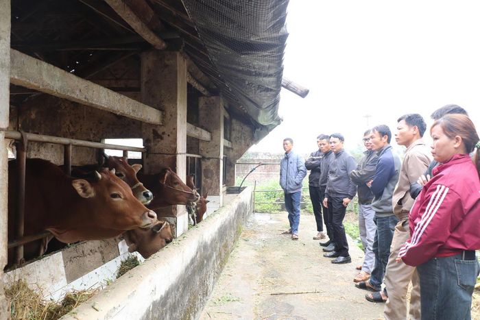 12 hộ nghèo, cận nghèo tại thôn 4 và thôn Nhùng Dàm, xã Yên Sơn đã được trao 24 con bò sinh sản thuộc nguồn vốn Chương trình MTQG giảm nghèo bền vững. Ảnh: TT Yên Sơn.