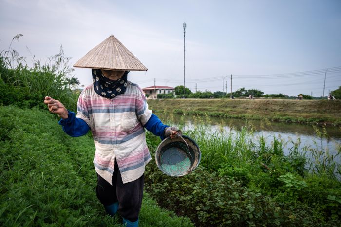  Tình trạng bồi lắng đã tạo nên những bãi đất ven sông. Người dân lân cận tận dụng phần đất bãi này để trồng rau và chăn nuôi gia cầm. Biết tin thành phố có kế hoạch cải tạo sông Nhuệ, bà Hới (72 tuổi, xã Thường Tín) bày tỏ sự đồng tình. "Gần đây, tôi thấy nước sông Nhuệ có phần bớt ô nhiễm hơn do được cải tạo và dẫn nước làm sạch từ sông Tô Lịch. Nhiều năm nay, nước sông Nhuệ nặng mùi, màu nước đen nên không ai dám dùng nguồn này để tưới tiêu và sinh hoạt. Chỉ mong sao thành phố cải tạo sông Nhuệ thật sạch để dòng nước lại xuất hiện cá tự nhiên", bà Hới nói. 