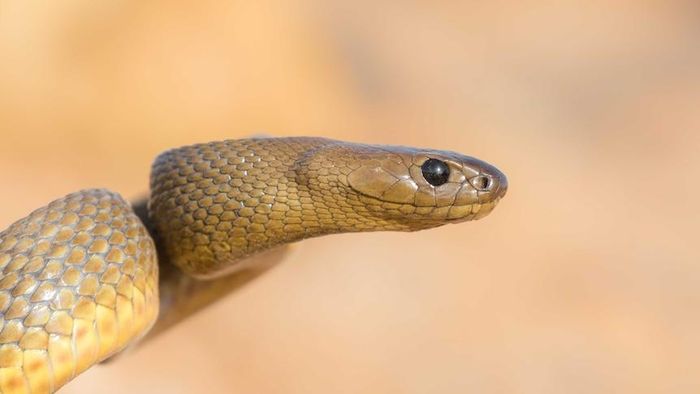 Nọc độc của Taipan nội địa được đánh giá có độc tính cao nhất trong số các loài rắn. Ảnh: ABC News.