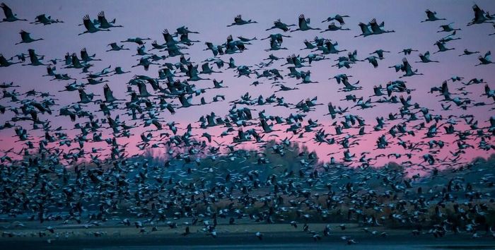 Vườn quốc gia Hortobágy là điểm dừng chân và sinh sản của hàng chục nghìn loài chim di cư mỗi năm. Ảnh: Vườn quốc gia Hortobágy