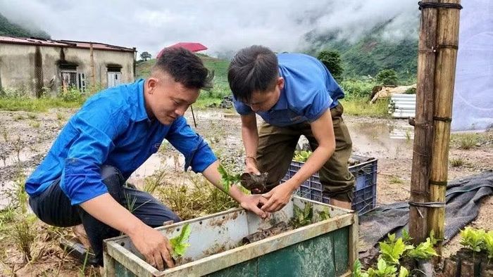 Đoàn viên thanh niên xã Pú Nhung lựa chọn cây giống cà-phê đem trồng mở rộng diện tích theo chủ trương của tỉnh về phát triển nông nghiệp xanh-thông minh-bền vững.