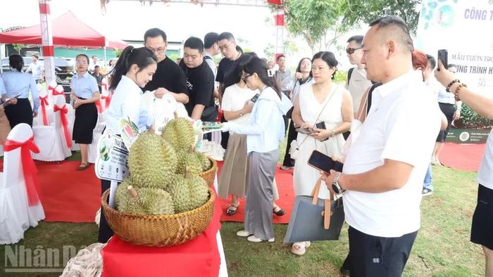 Các doanh nghiệp tham quan, tìm hiểu quả sầu riêng.