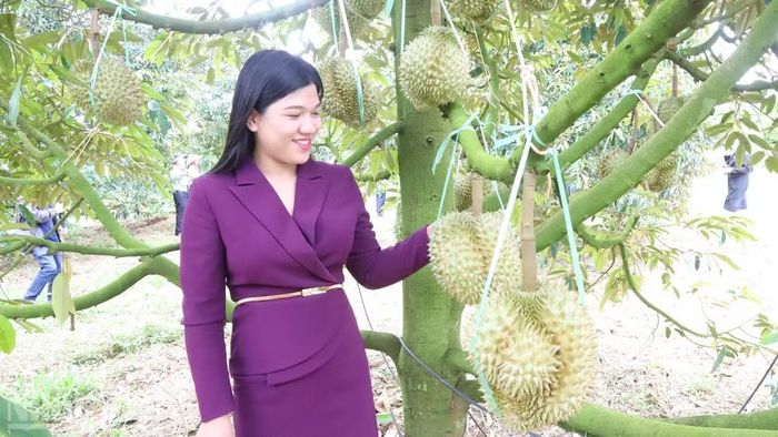 Toàn bộ vùng trồng được quy hoạch khoa học với giống sầu riêng Monthong (Dona) là giống chủ lực.