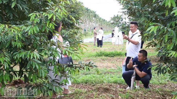 Ngoài tham quan, trải nghiệm, nhiều doanh nghiệp, du khách còn tranh thủ check-in trong các vườn sầu riêng, mở ra hướng phát triển du lịch nông nghiệp, du lịch trải nghiệm gắn với bản sắc văn hóa Đắk Lắk.