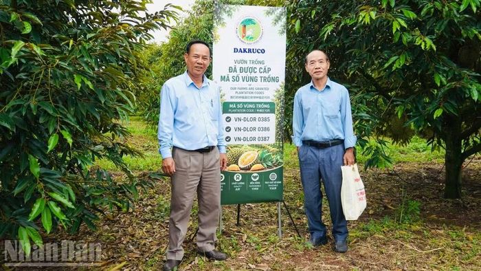 Tất cả diện tích sầu riêng của Dakruco đã được cấp mã số vùng trồng và quy trình canh tác được áp dụng theo tiêu chuẩn VietGAP, kết hợp hệ thống quản lý chất lượng, truy xuất nguồn gốc và công nghệ tưới kết hợp châm phân tự động nhằm nâng cao năng suất, chất lượng và phát triển bền vững.