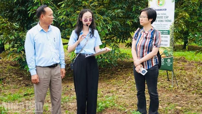 Các đơn vị, doanh nghiệp tham quan, trải nghiệm và kết nối ngay giữa vườn sầu riêng.