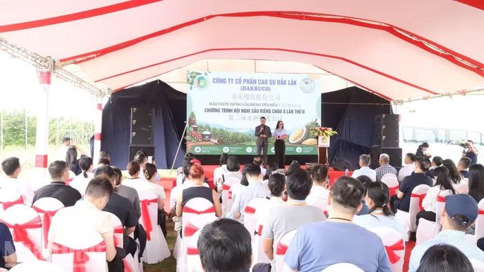Dakruco tổ chức đón đoàn doanh nghiệp quốc tế đến thăm và khảo sát vườn trồng sầu riêng hết sức chu đáo.
