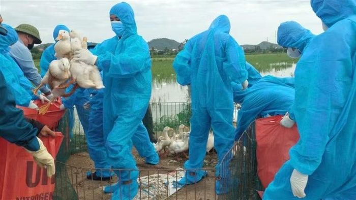 Lực lượng chức năng thu gom vịt đi tiêu hủy.