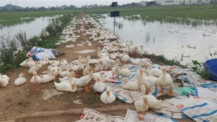 Tập quán chăn nuôi vịt thả đồng nên khó khăn trong việc kiểm soát, khoanh vùng.