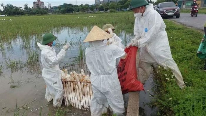 Ổ dịch cúm gia cầm H5N1 đầu tiên ở xã Hùng Châu được phát hiện từ ngày 20/6. (Ảnh: HC)