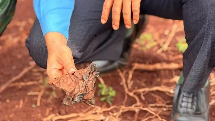 Di vật tìm thấy ở khu vực nghi có hài cốt liệt sĩ.