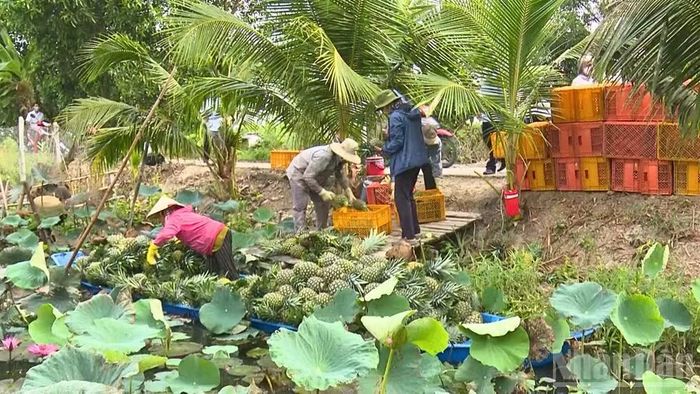 Người dân thu hoạch khóm(dứa) MD2 tại xã Phương Bình, thành phố Cần Thơ.