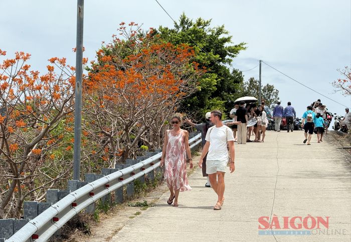  Mùa hoa kéo dài đến hết tháng 8 đã trở thành một nét đặc sắc của đảo Cù Lao Chàm (xã Tân Hiệp, TP Đà Nẵng) vào mùa hè 