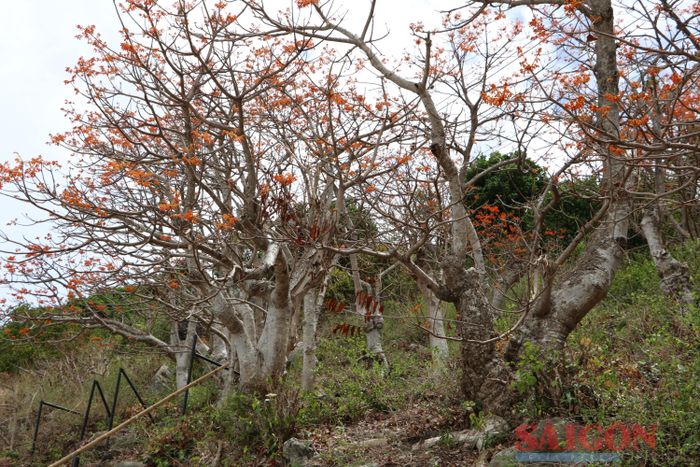  Tại Cù Lao Chàm có những cây ngô đồng cổ thụ trên 200 năm tuổi 