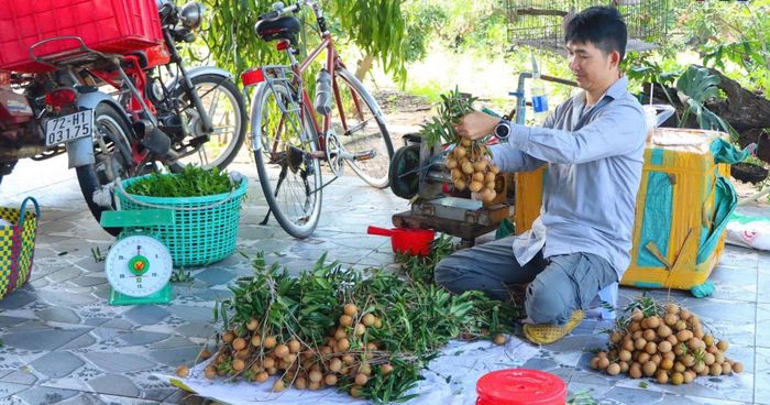 Thu hoạch nhãn tại vườn và cân cho khách. Ảnh: THÙY LINH - MINH TÀI