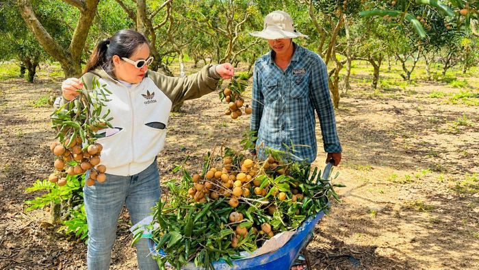 Du khách sau khi tham quan chọn mua nhãn tại một nhà vườn. Ảnh: QUANG VŨ